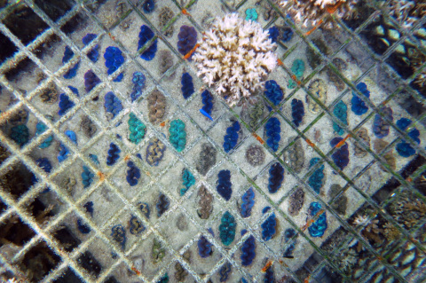 シャコ貝の養殖箱は宝石箱のよう。周辺には大きなシャコがゴロゴロ！